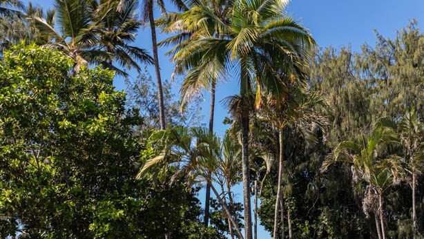 Una piscina azul cristalina rodeada de palmeras y otra vegetación, con vista al océano al fondo.