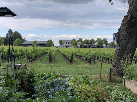 Bodega de vino. Green Oaks Bed and Breakfast