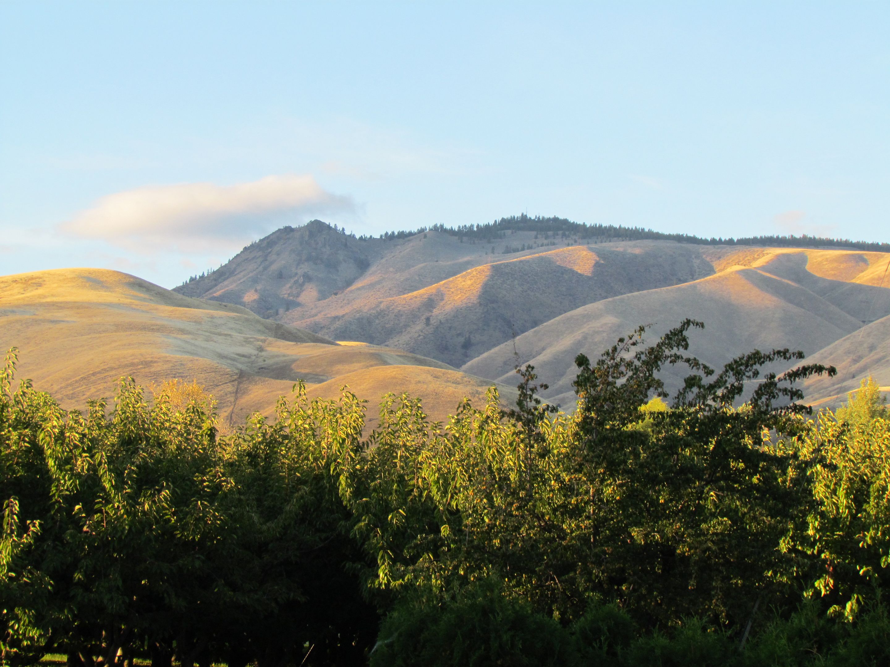 A landscape with rolling hills and a forested area in the foreground.