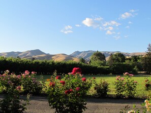 A garden with rose bushes and a view of distant hills.