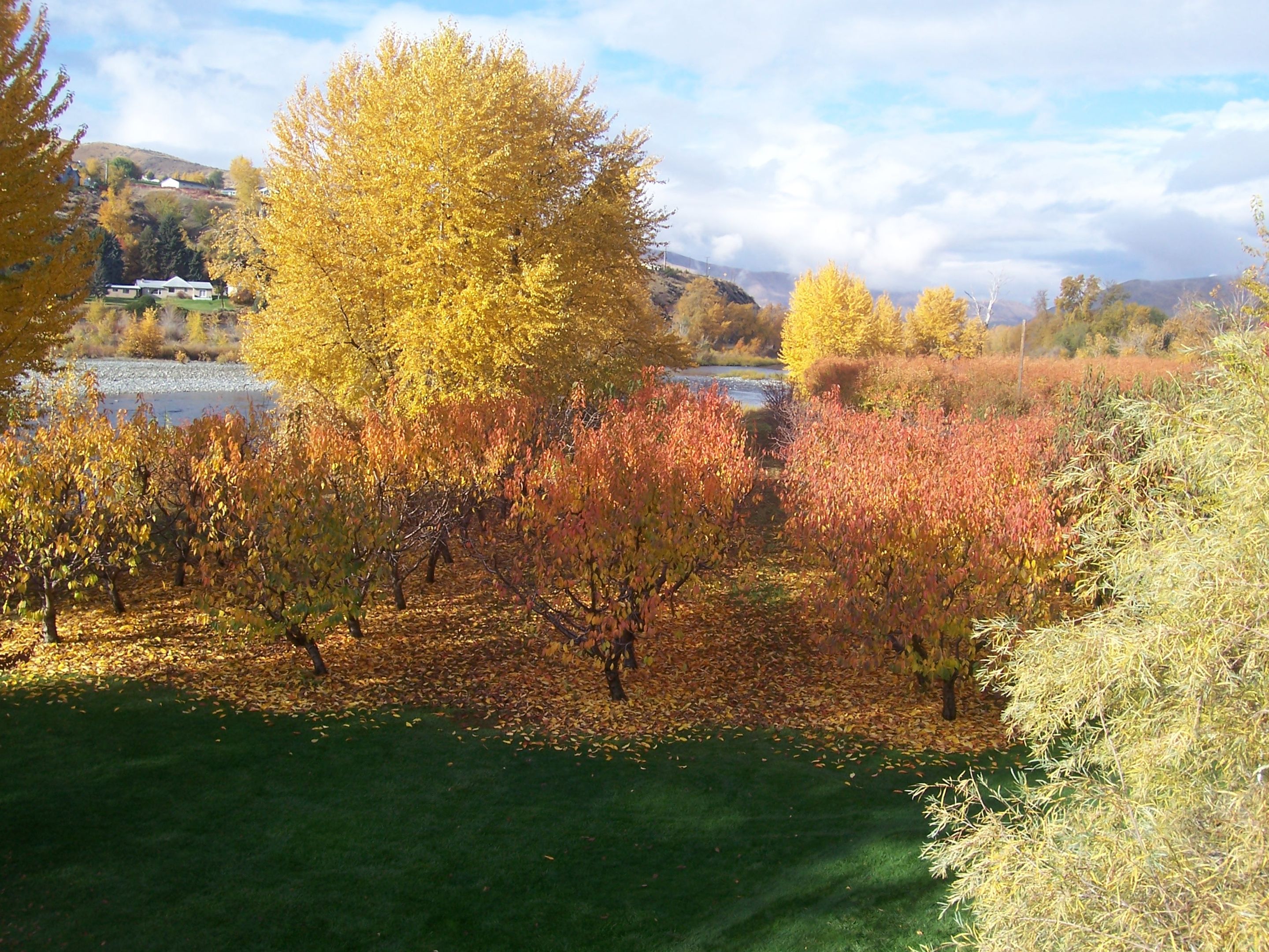 A vineyard with rows of grapevines and a river in the background.
