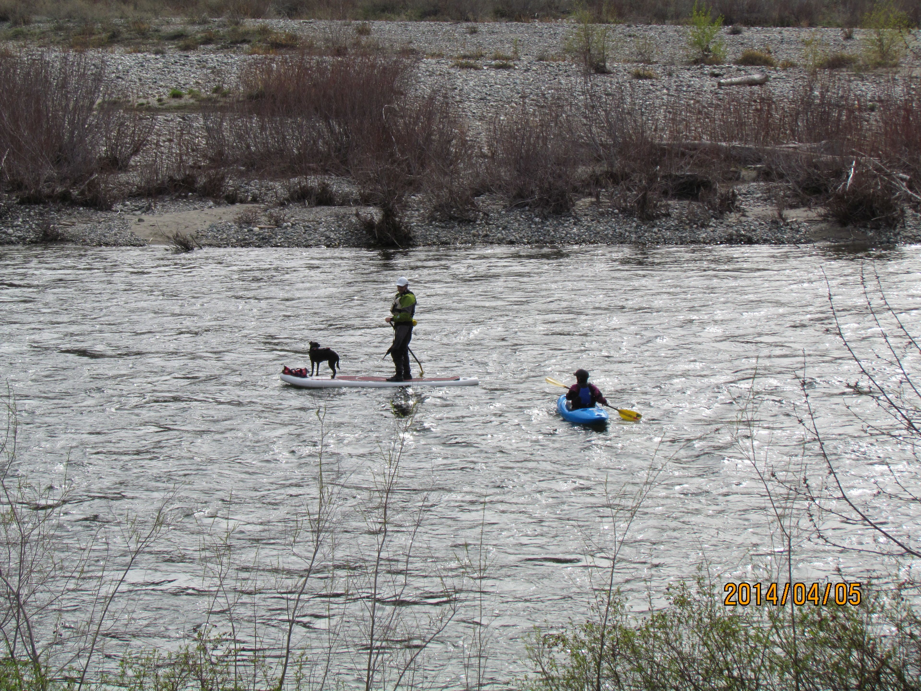 Escena de un río con kayaks y un perro.
