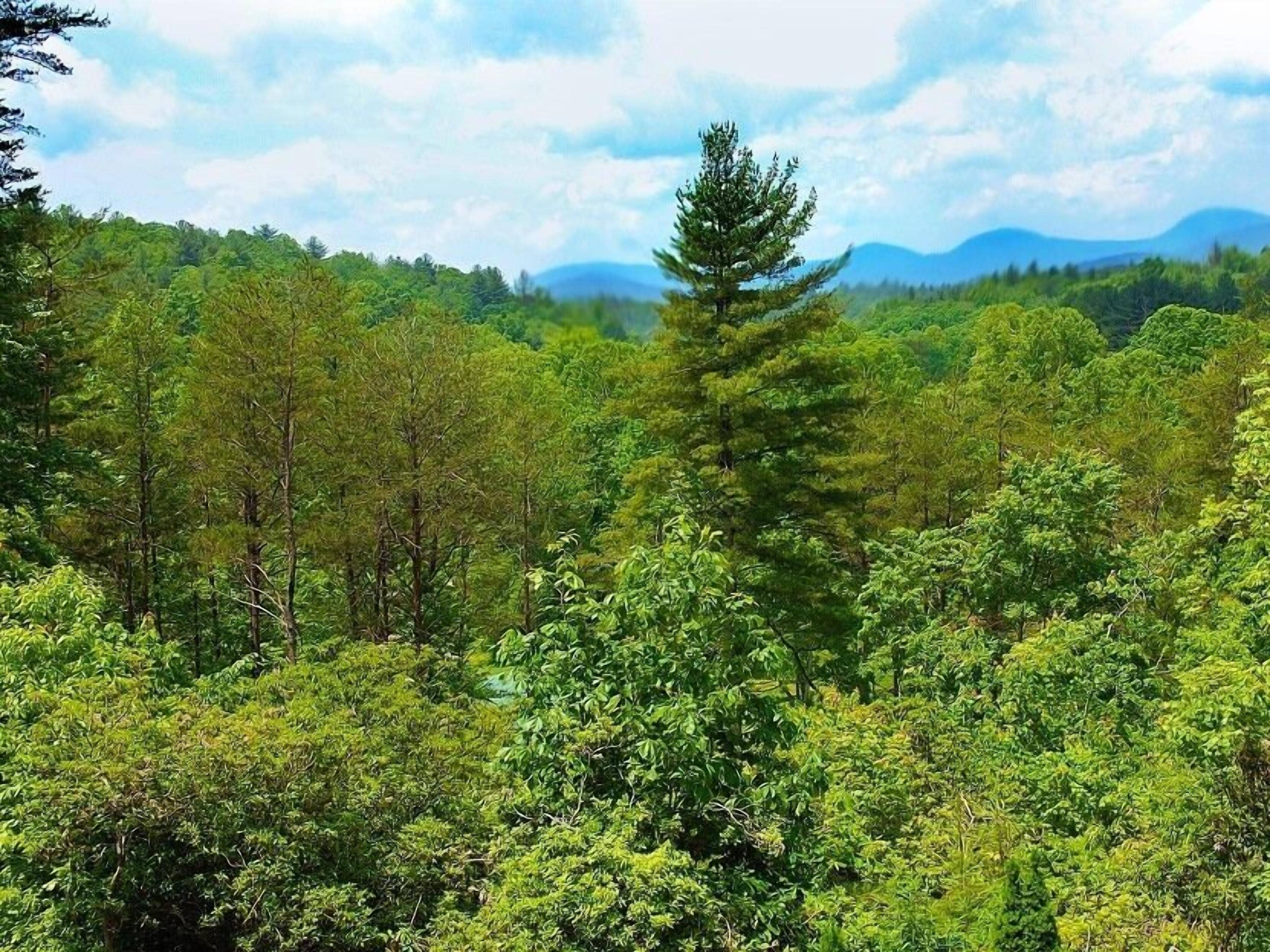 Un bosque denso con diversos árboles y un cielo despejado.