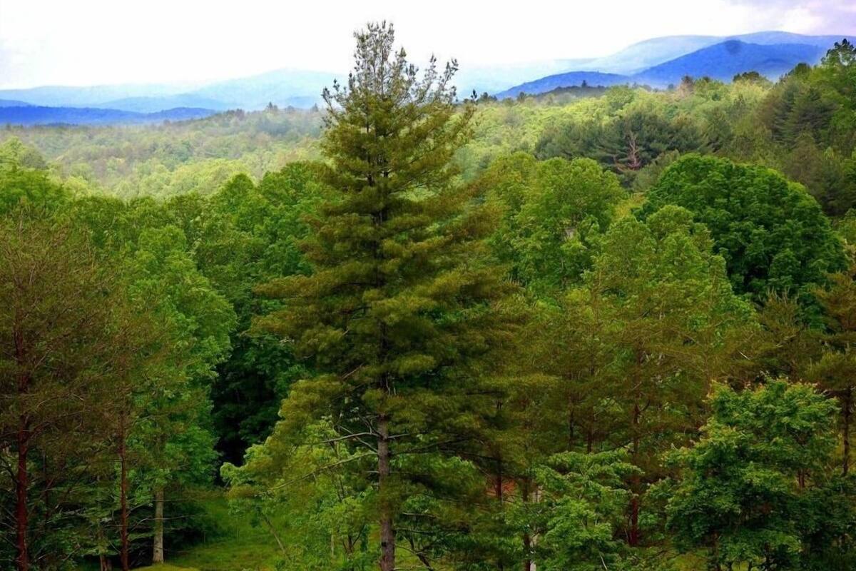 A dense forest with a variety of trees and a mountainous background.