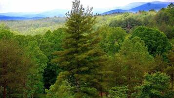 Uma floresta densa com diversas árvores e montanhas ao fundo.