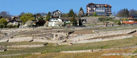 A vineyard with rows of grapevines and a hillside with residential buildings.