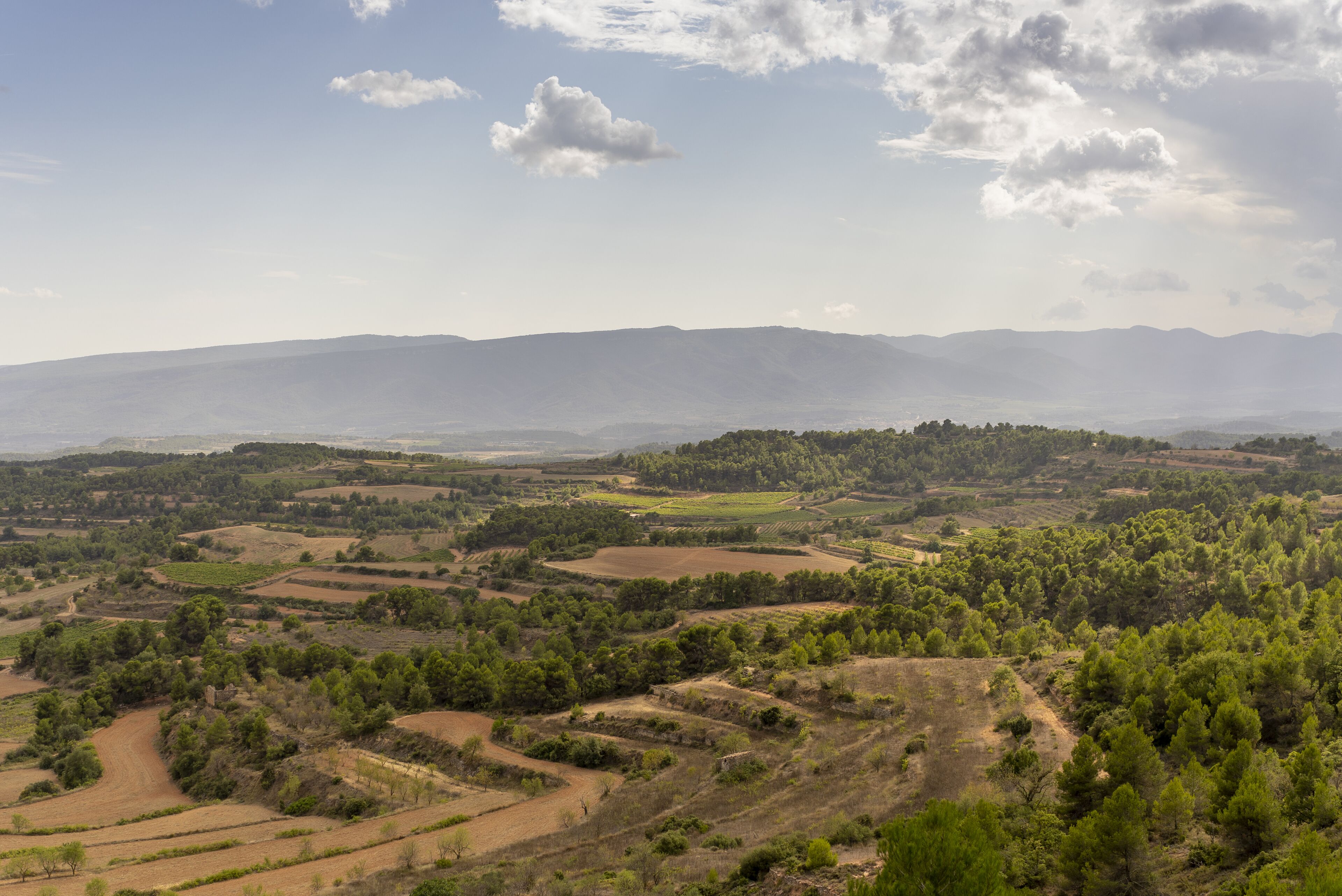 A panoramic view of a rural landscape with rolling hills, fields, and scattered trees.