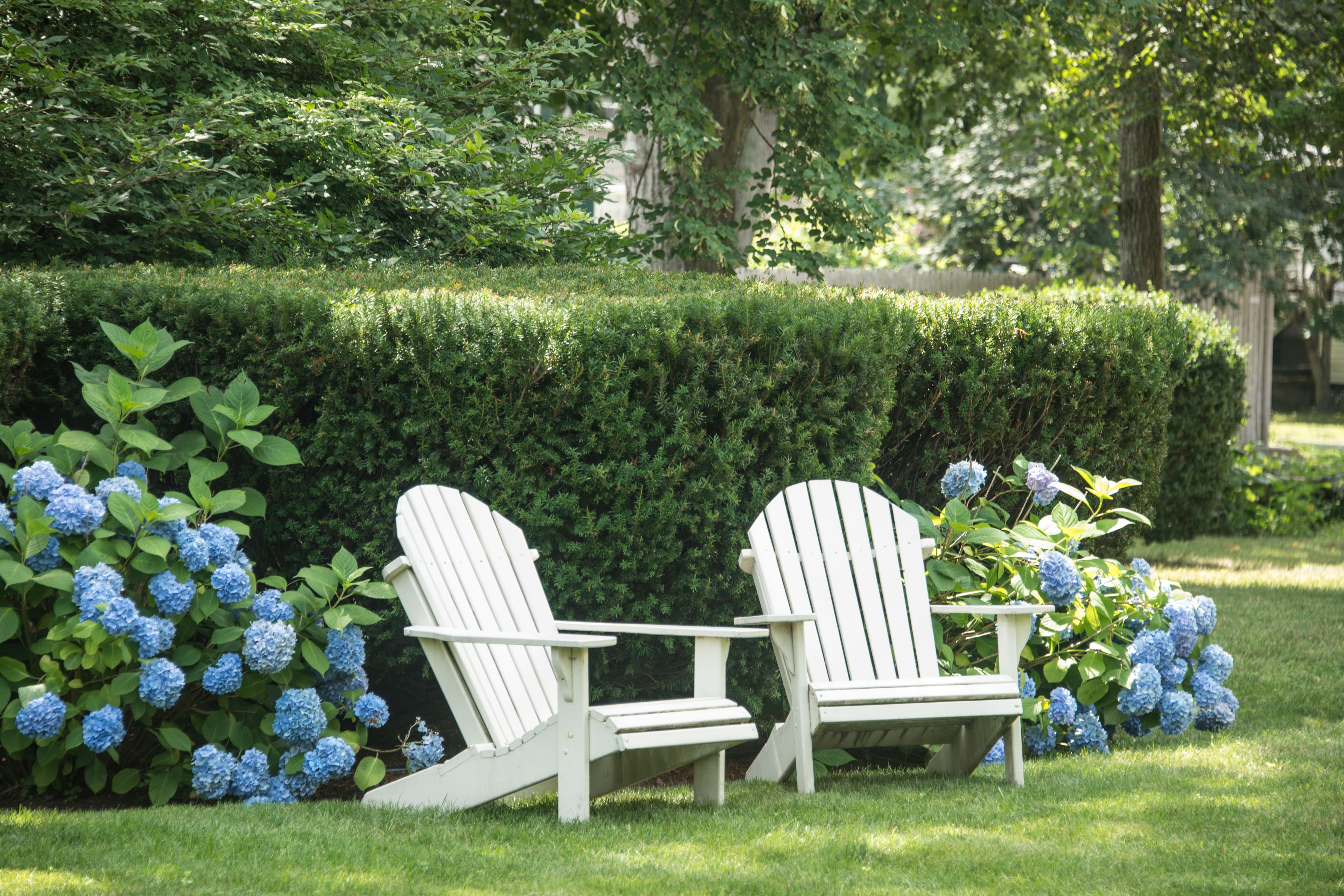 Dos sillas Adirondack en un jardín con arbustos de hortensia azules.
