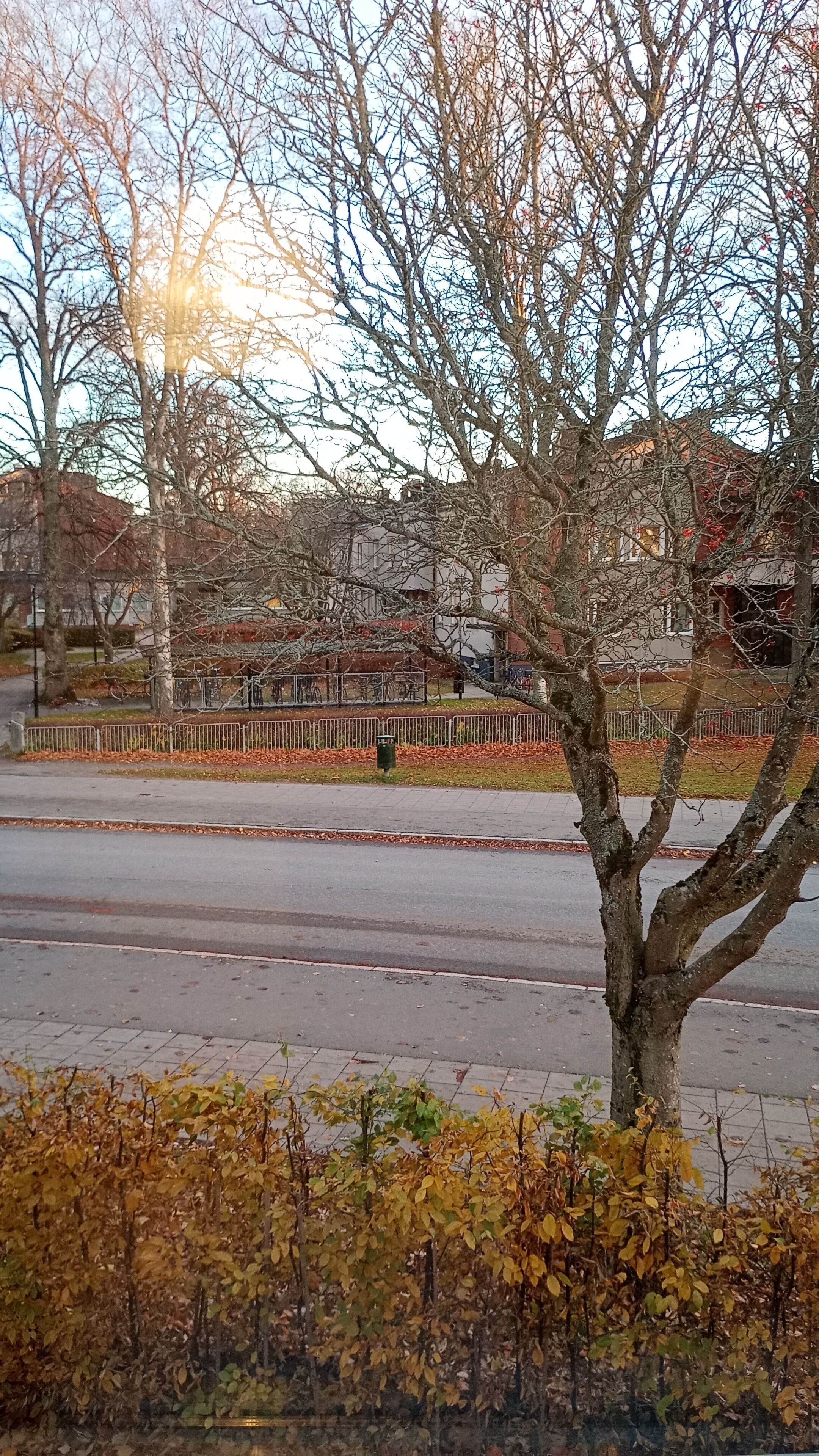 A street scene with a tree in the foreground, a metal fence, and buildings in the background.