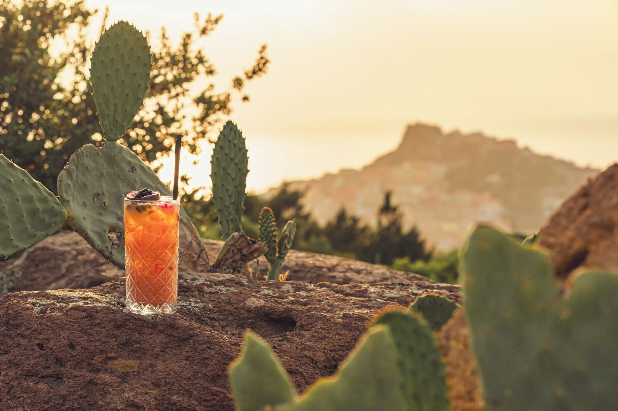 A cactus with a drink on a rock, surrounded by cacti.