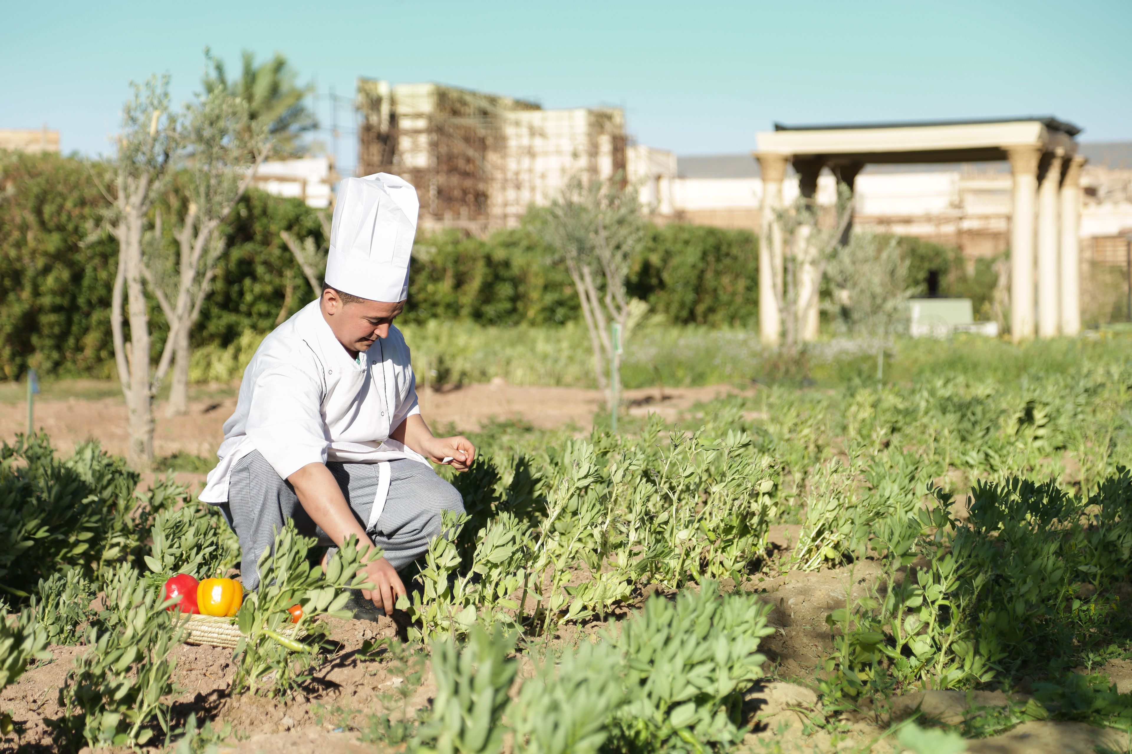 حديقة