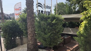 A hotel outdoor area with a palm tree, a wooden deck, and a white pebbled area. - Hotel Lunay (Konyaalti)