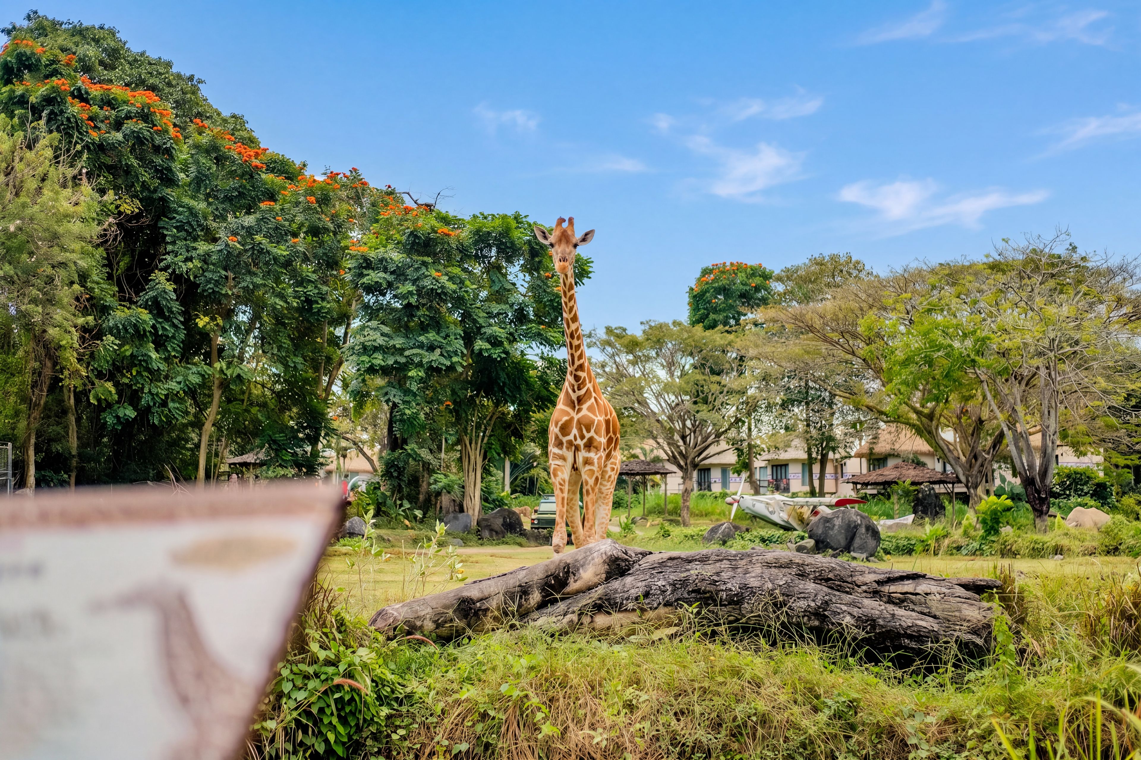 Une girafe dans un enclos aménagé de manière à ressembler à son habitat naturel, avec des arbres et des rochers.