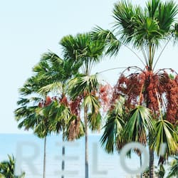 Deluxe Room, 2 Twin Beds, Sea View | View from room