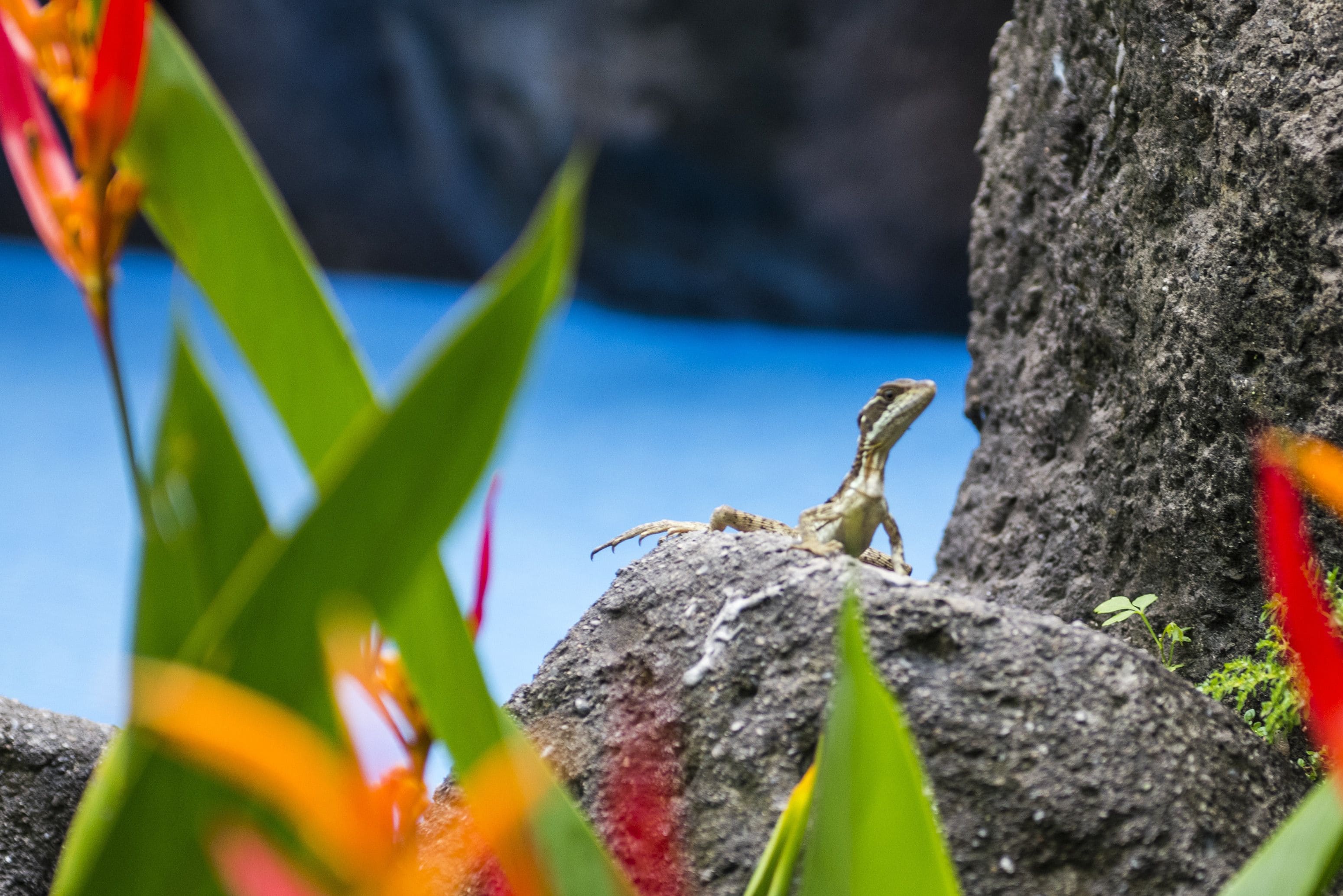 Foto - Pumilio Mountain & Ocean Hotel