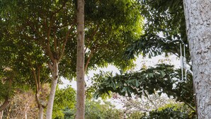 Un sendero de madera que conduce a una construcción con techo de paja, rodeada de abundante vegetación.