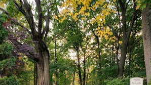 Un sentier mène à un banc en pierre, entouré d’arbres aux feuilles jaunes. Un panneau indique qu’il faut emprunter le trottoir pour accéder à la rivière Charles.
