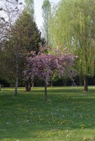 Un parque con un árbol en plena floración, rodeado de otros árboles y una zona verde con flores dispersas.