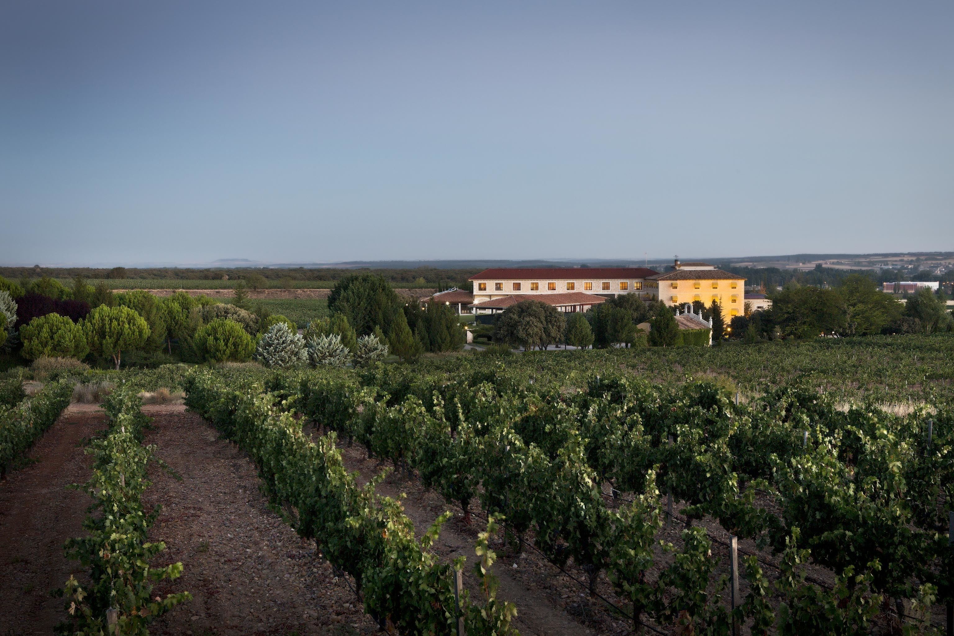 Un vignoble avec des rangées de vignes et, au fond, un grand bâtiment jaune.