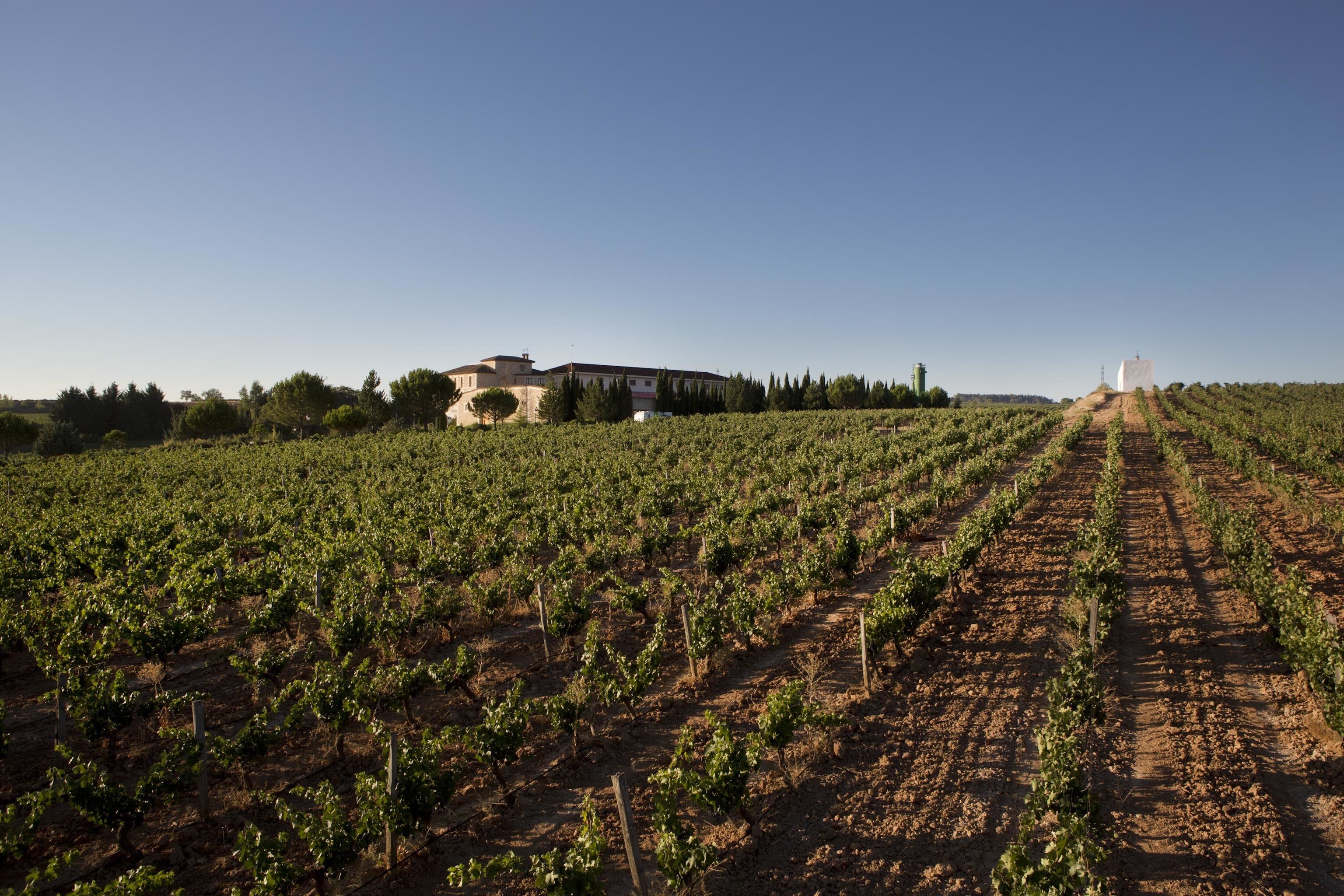 A vineyard with rows of grapevines and a building in the background.