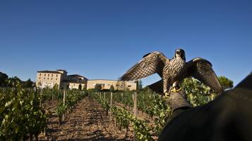 A vineyard with rows of grapevines and a building in the background.