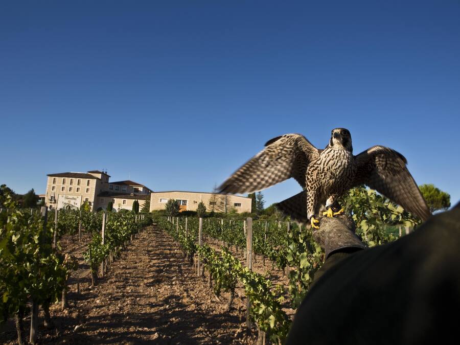 Ein Weinberg mit Rebenreihen und einem Gebäude im Hintergrund.