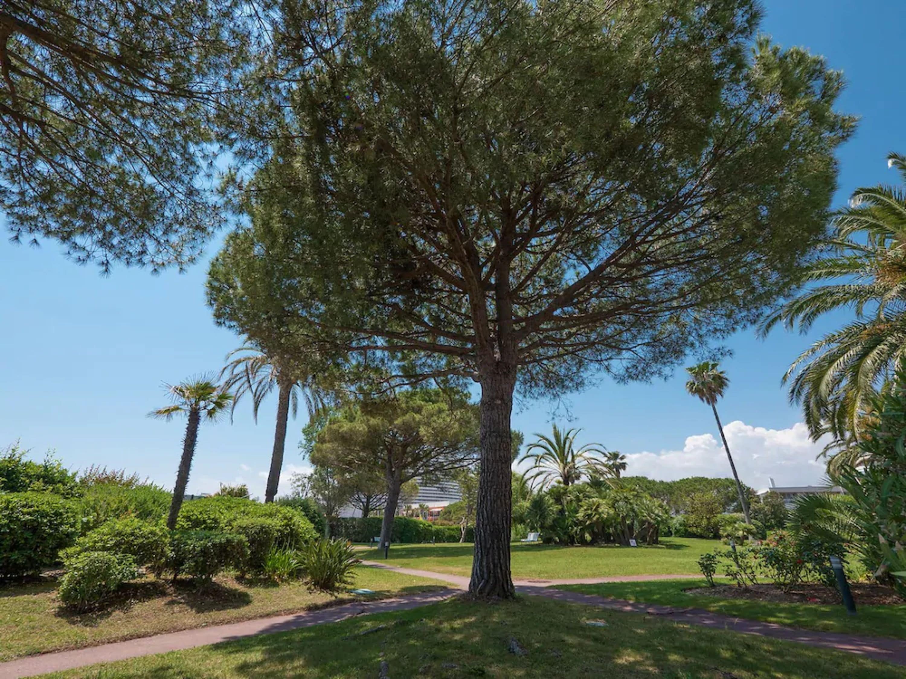 A large tree in a well-maintained park with a clear sky.