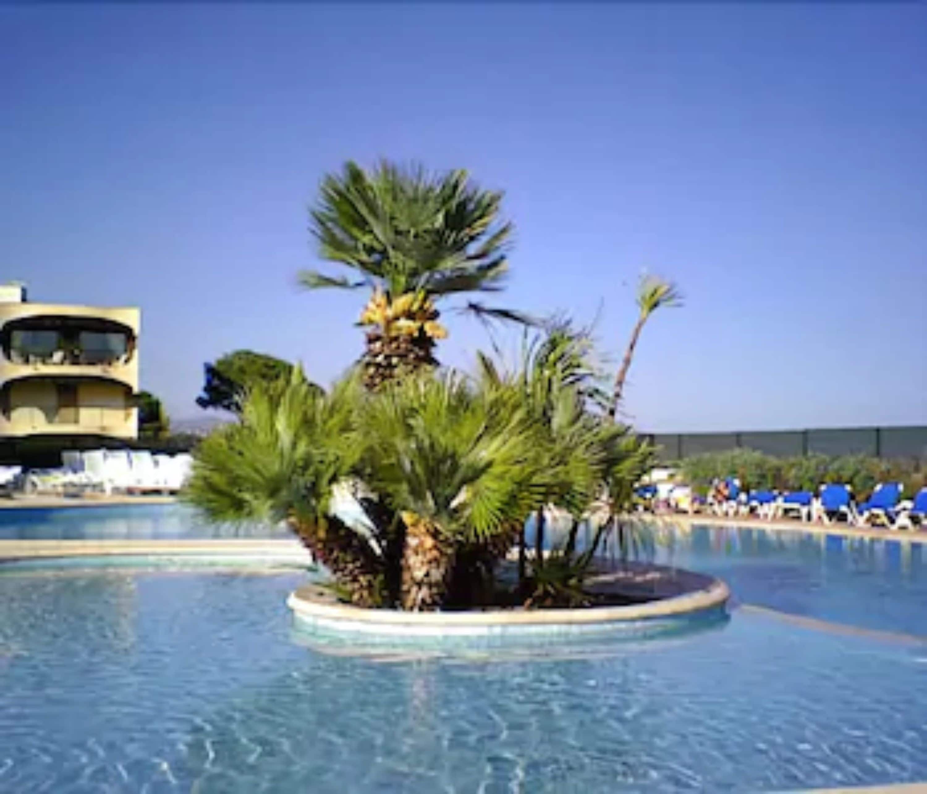 Un área de piscina con palmeras y sillones de descanso.