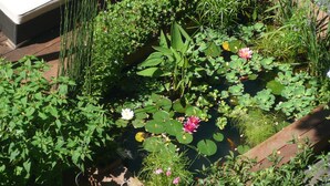 A garden with a variety of plants and flowers, a wooden deck, and a pond with lily pads and water lilies. - Hôtel des Arceaux (Montpellier)