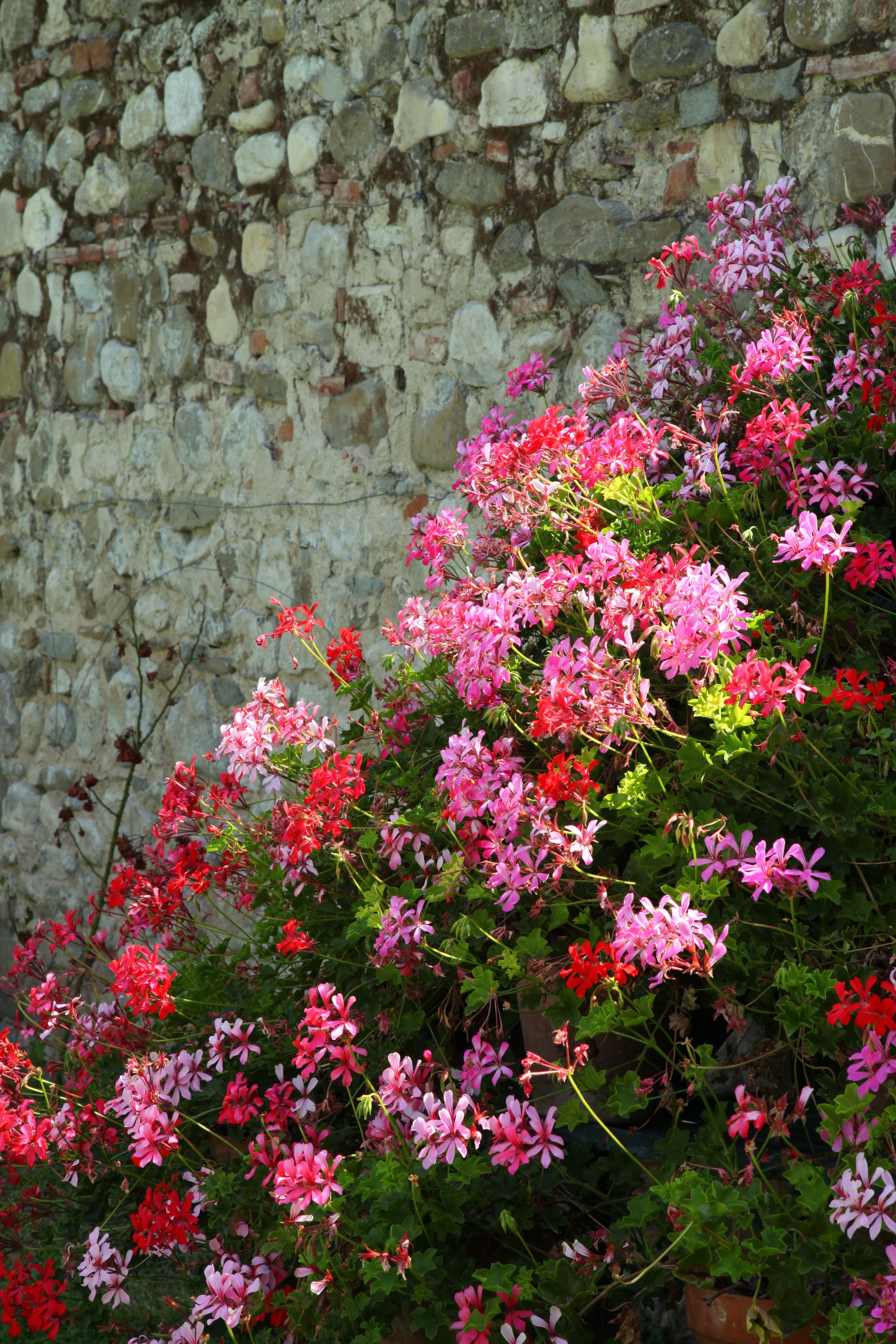 Foto - Rovezzano B&B