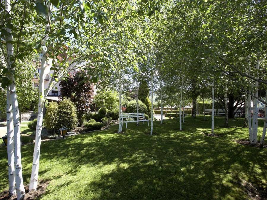 A well-maintained park with white birch trees, a white bench, and neatly trimmed bushes.