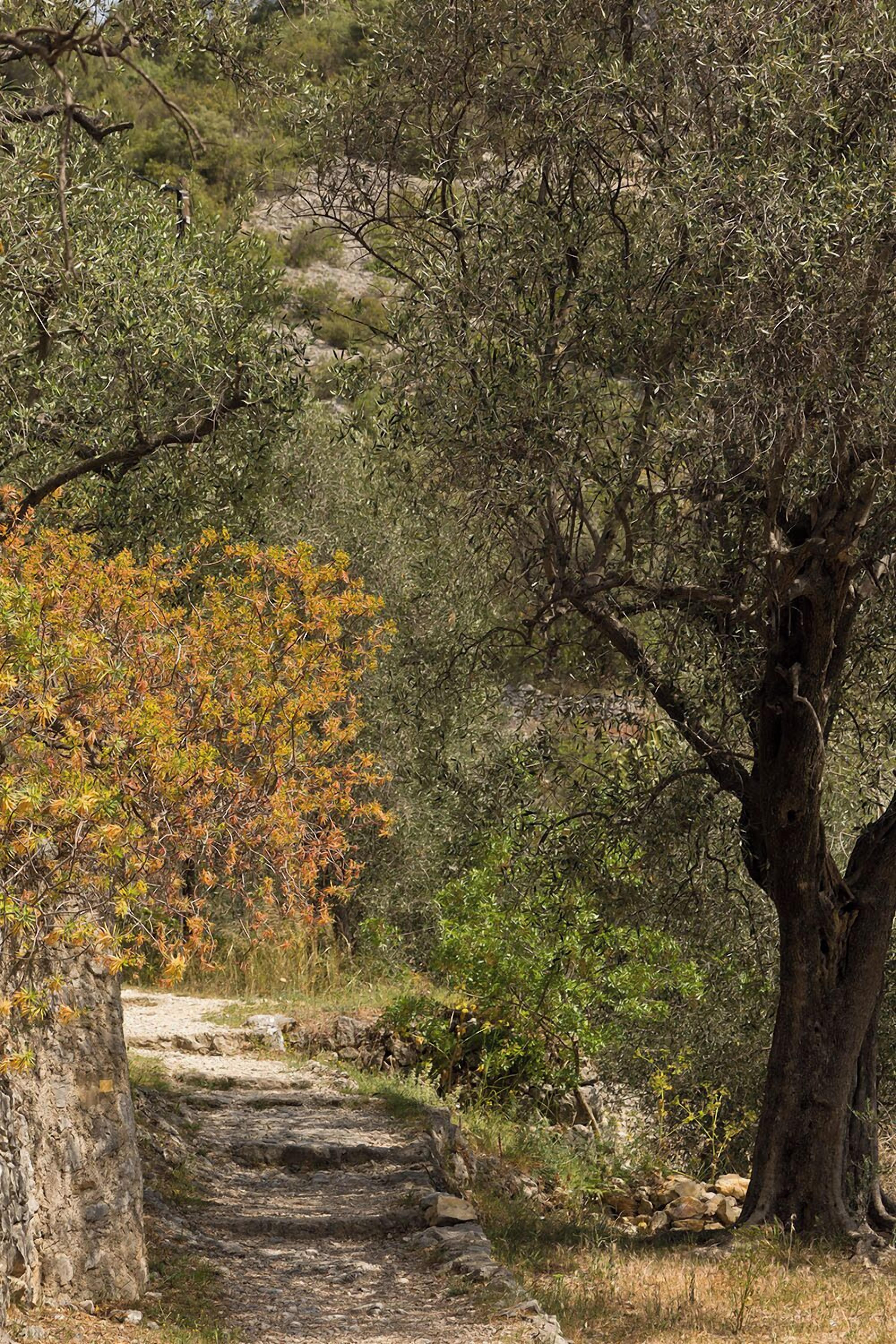 Un sendero de piedra que serpentea por un paisaje natural con árboles y arbustos.