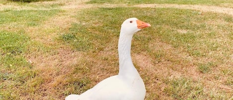 A white goose standing on a grassy area with a pond and trees in the background.