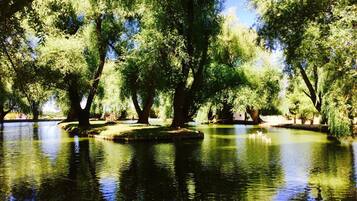 Un parque tranquilo con un estanque, árboles y cisnes.