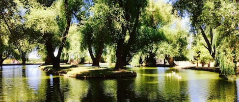 Un parc paisible avec un étang, des arbres et des cygnes.