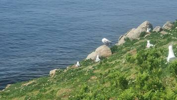 A coastal landscape with rocky outcrops and greenery.