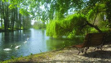 Un parc paisible au bord de la rivière, avec un banc en bois et des cygnes qui nagent.