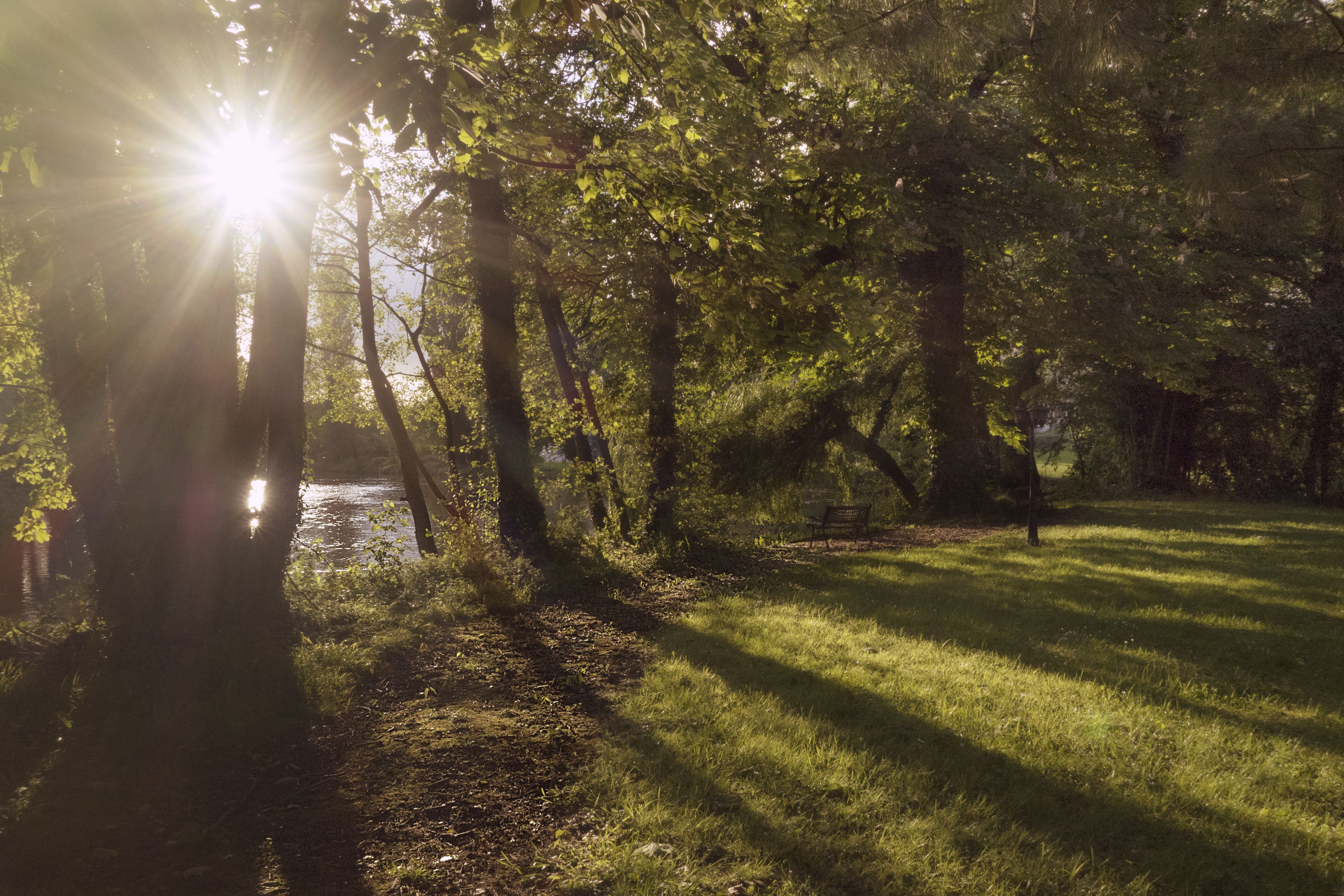 Un área boscosa con luz solar filtrándose entre los árboles, un sendero y un banco.