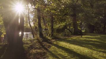 Un área boscosa con luz solar filtrándose entre los árboles, un sendero y un banco.