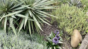 Un jardin où l’on trouve différentes espèces de plantes, notamment des agaves et d’autres végétaux.