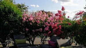 Un espacio al aire libre con piso de madera y sillas de metal, rodeado de arbustos en flor.