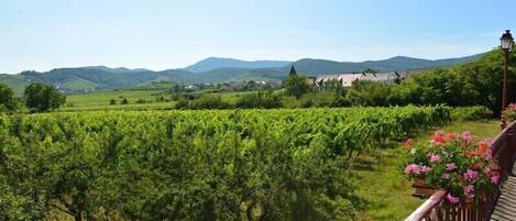 A vineyard with rows of grapevines and a wooden fence.