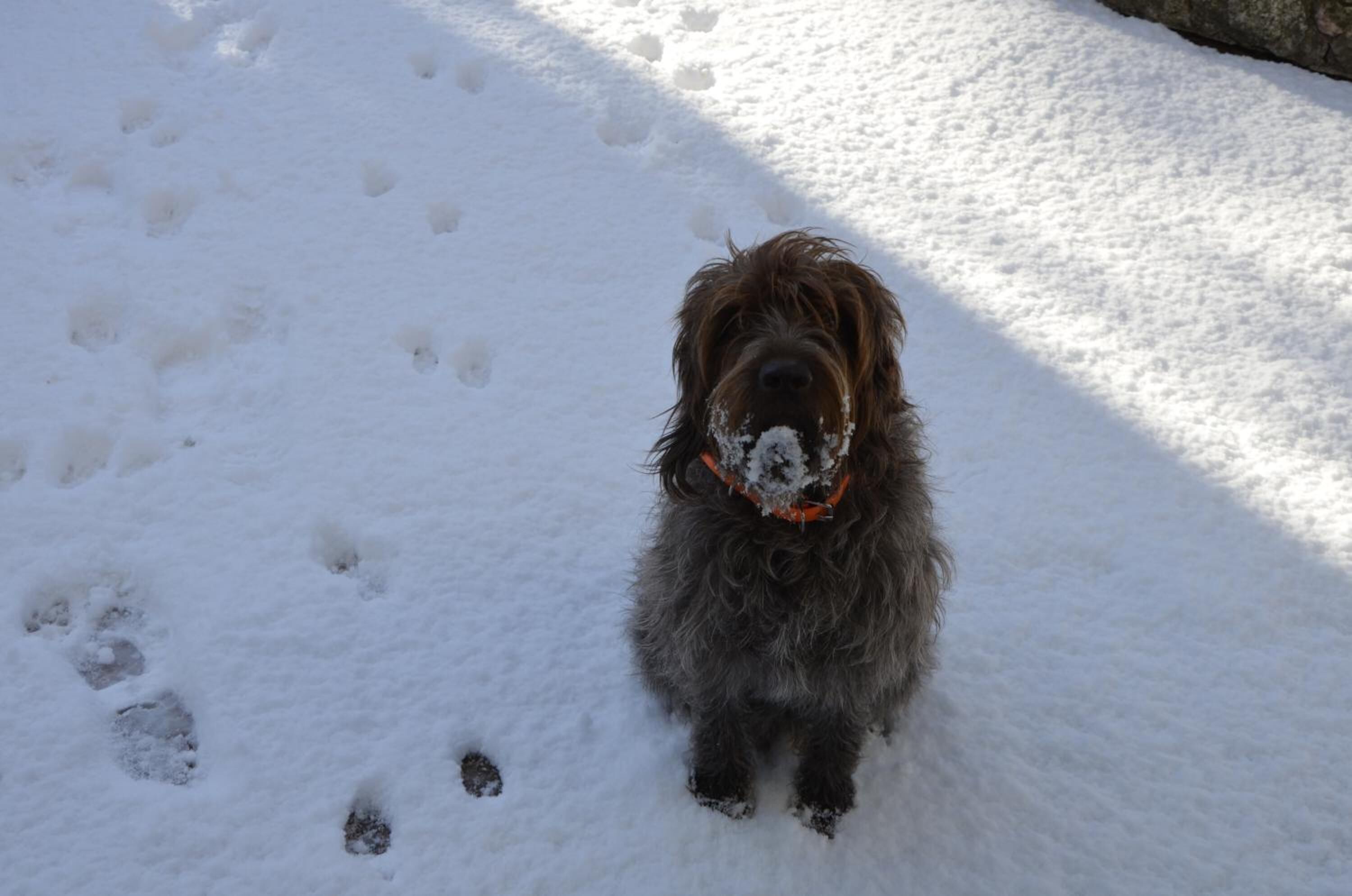 Een hond in een besneeuwd landschap, met duidelijke voetafdrukken.