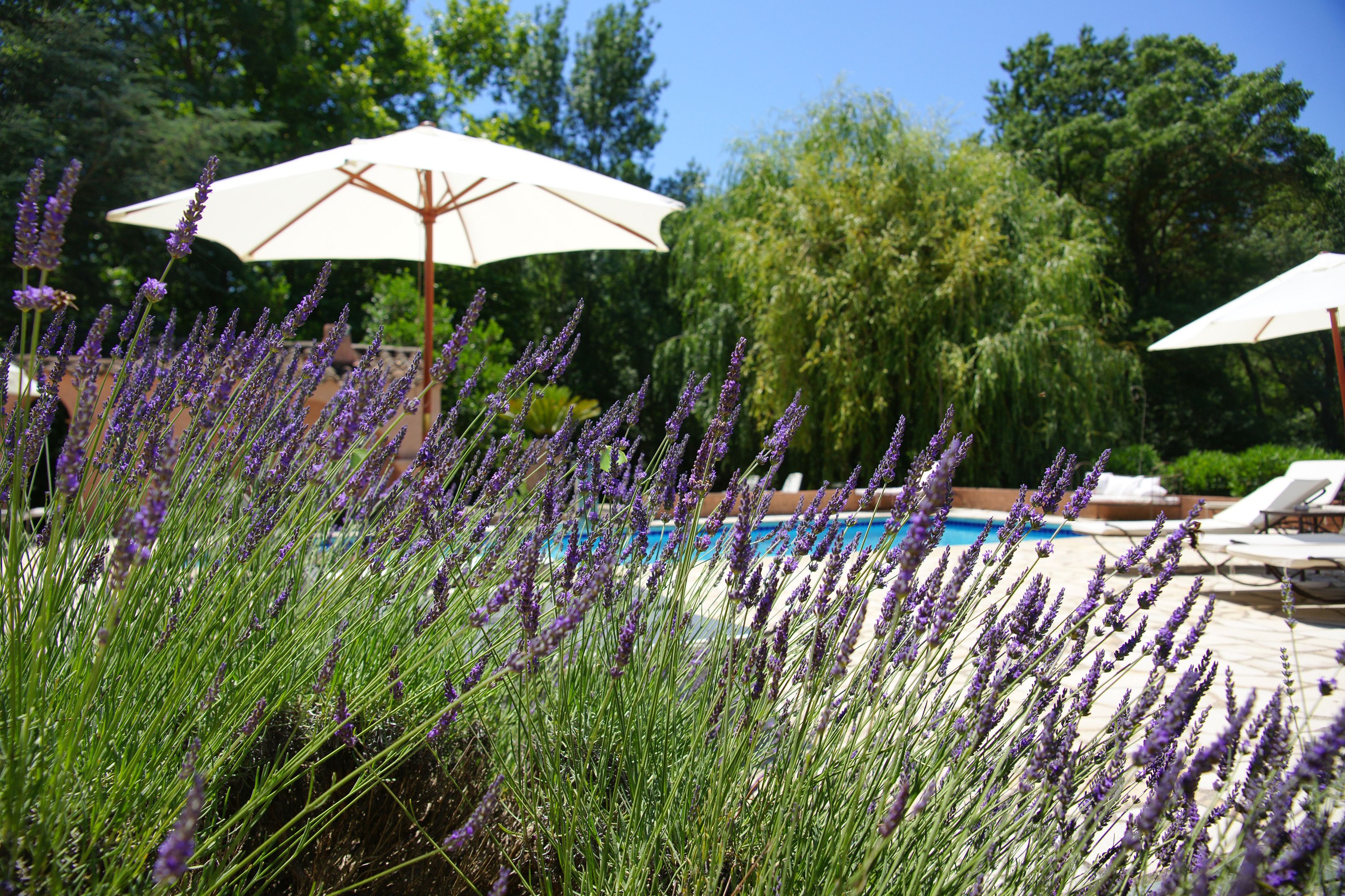 Un espace piscine agrémenté de chaises longues et de parasols, entouré d’une végétation luxuriante et de plantes de lavande.