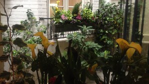 A balcony with various potted plants and flowers, a white brick wall, and a window with blinds. - Hotel Virgina (Paris)
