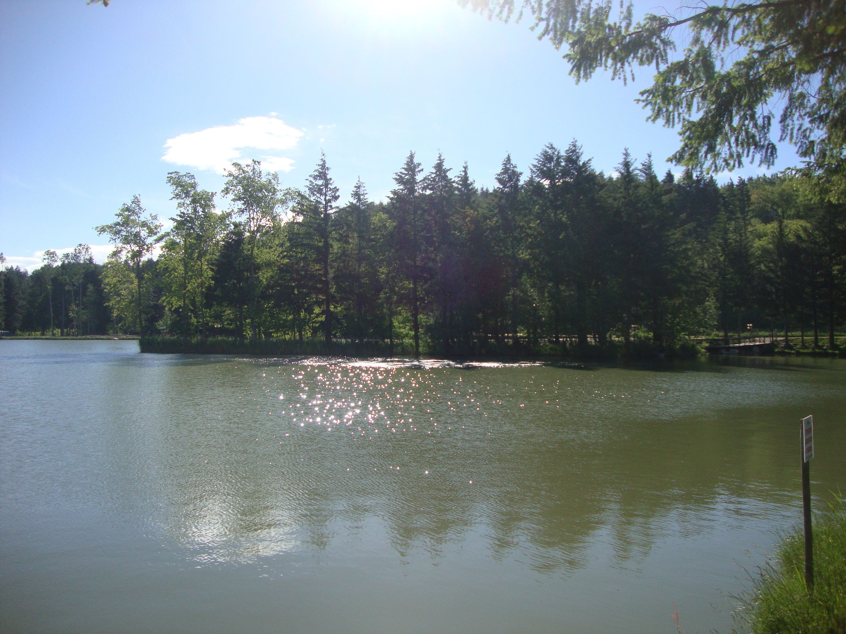 Un lago tranquilo rodeado de árboles frondosos y un muelle de madera.