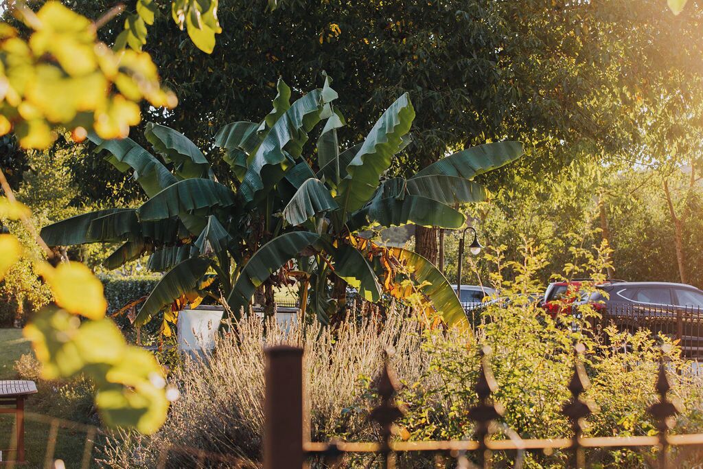 A garden with a large banana plant, a metal fence, and parked cars in the background.
