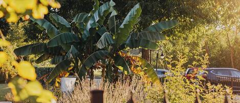 Un jardín con una planta de banano grande, una cerca de metal y coches estacionados al fondo.