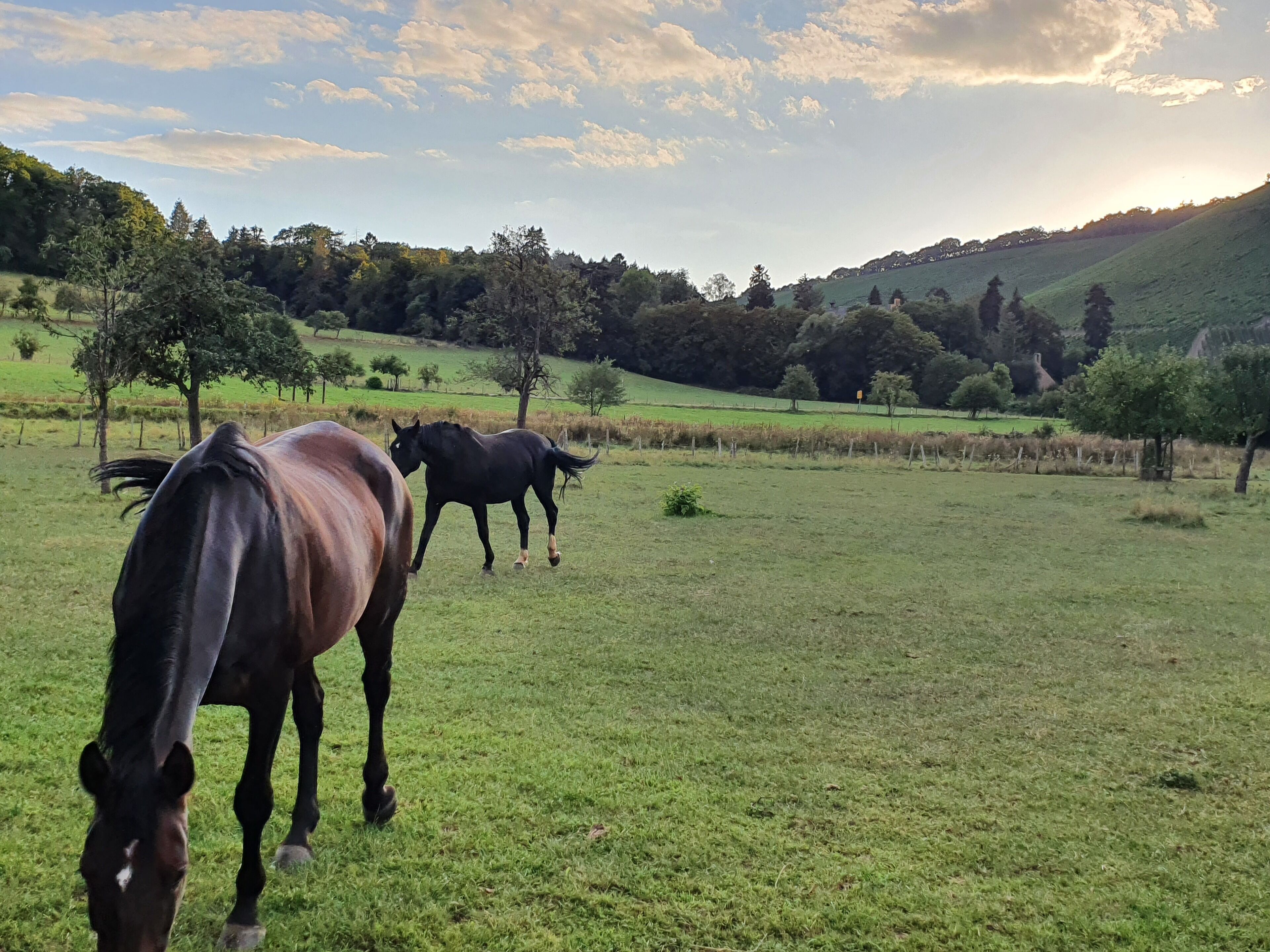 A grassy field with horses grazing.