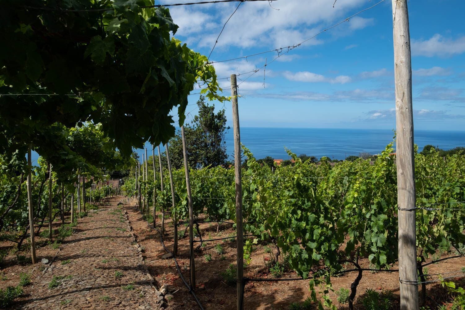 A vineyard with rows of grapevines and a view of the ocean in the background.